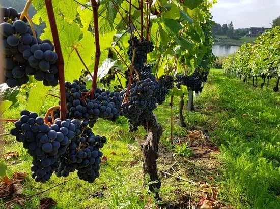 Skaersogaard Vin