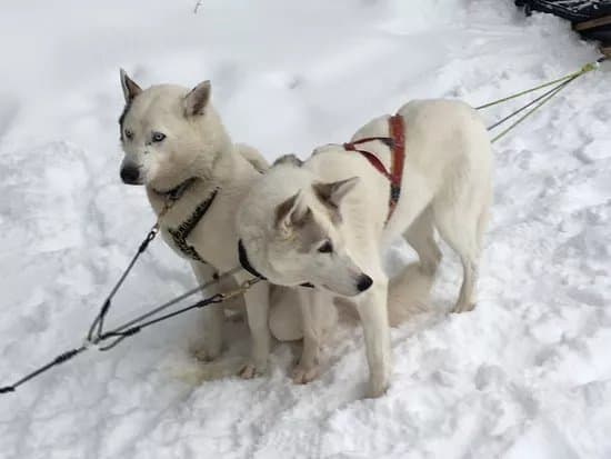 Arctic Expedition