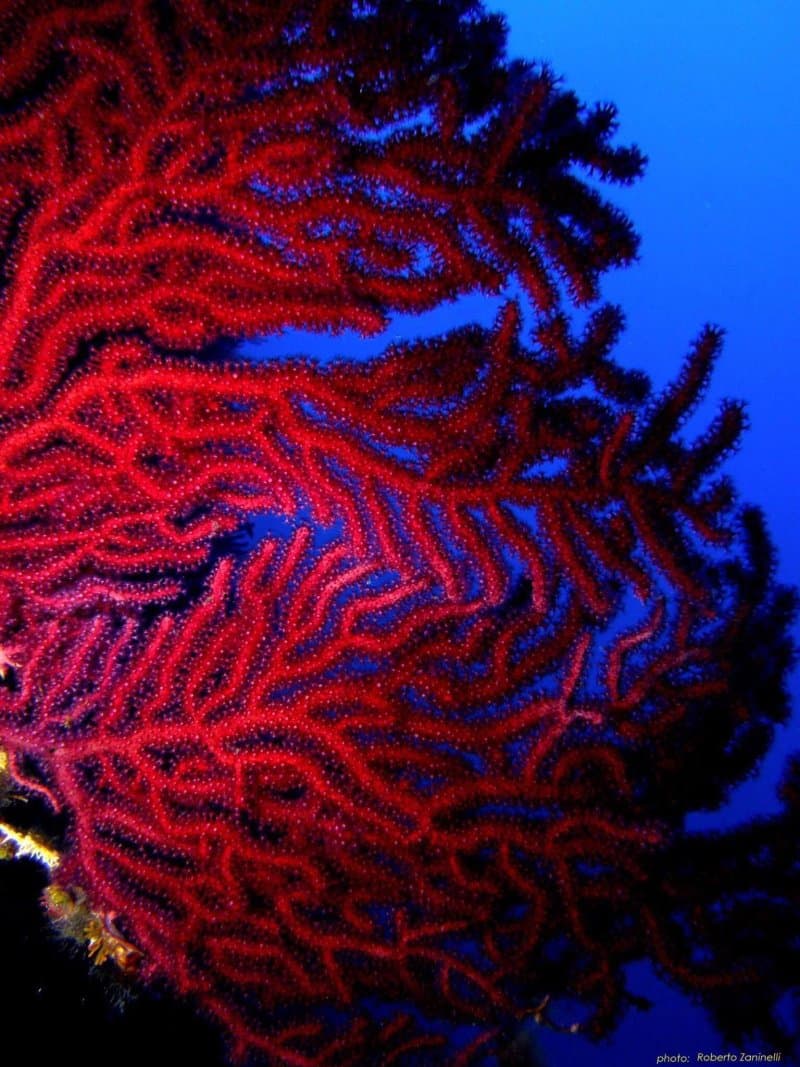 Egadi Scuba Diving