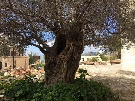 Ineia Village Market