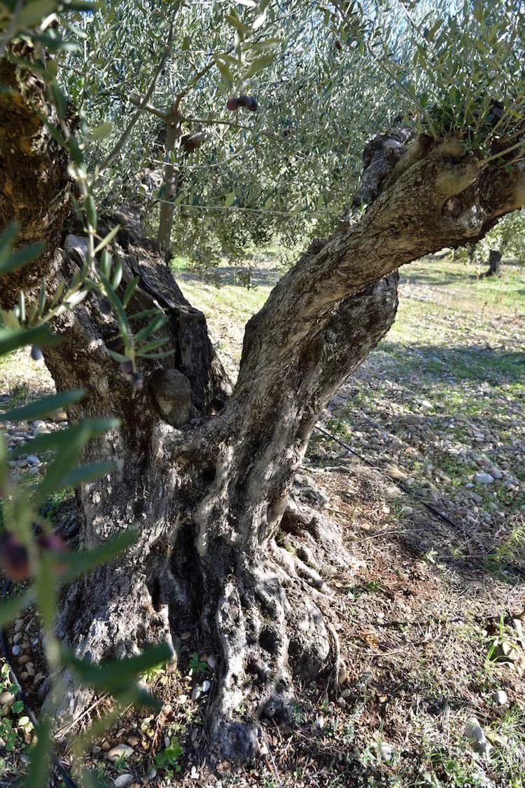 Moulin Fortuné Arizzi - Huile d'Olive Pur Terroir