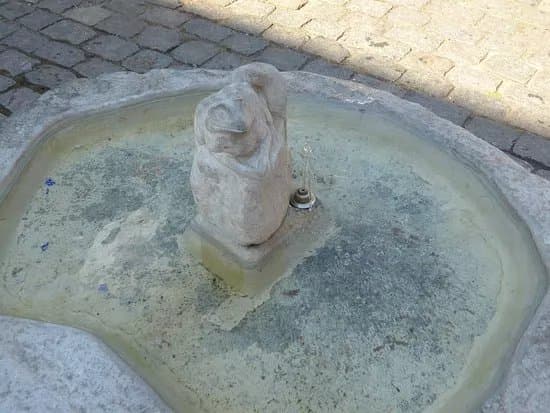 The Toad