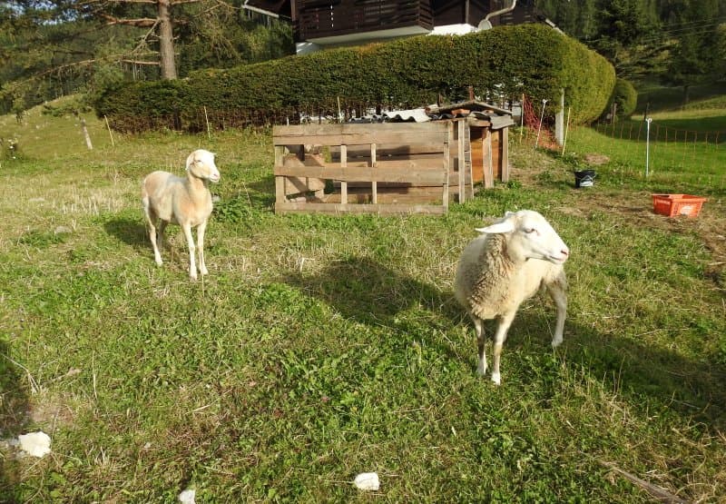 Almgasthaus Seebergalm