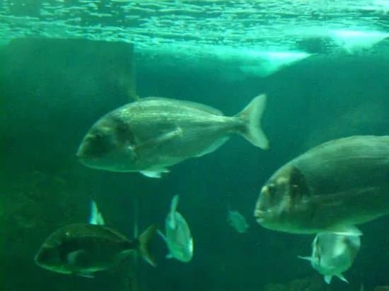 Marinarium