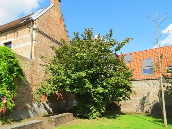 Large Beguinage
