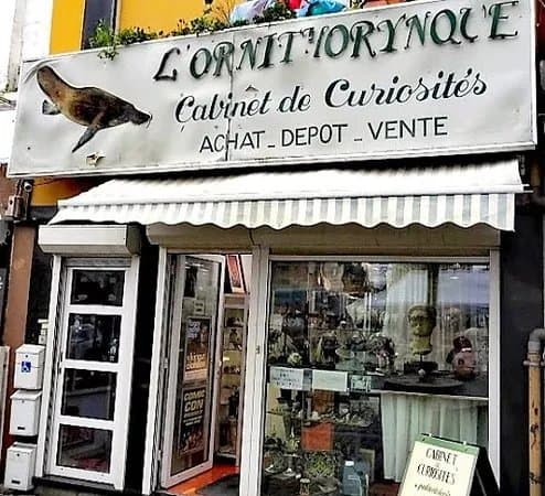 L'ornithorynque - Cabinet de Curiosites