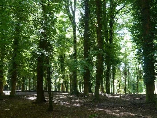 Foresta Umbra