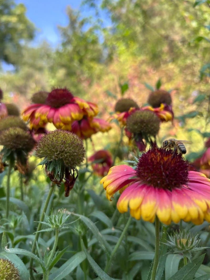 Jardin Botanique De St-triphon