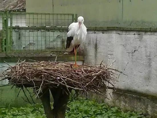 White Stork Museum