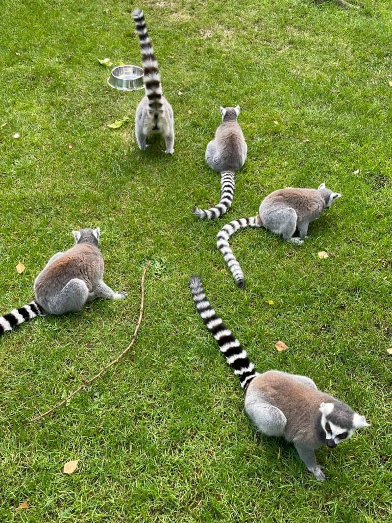ZOO Nowy TomySl