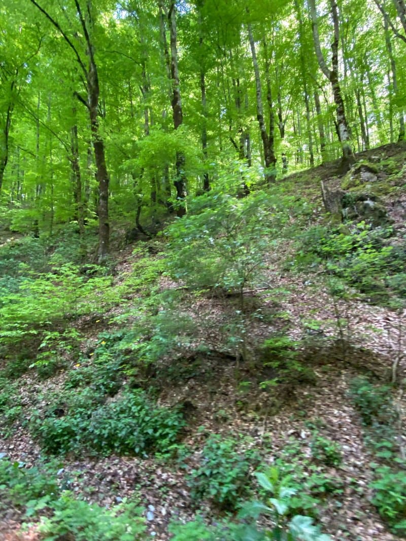 Albioara Gorge
