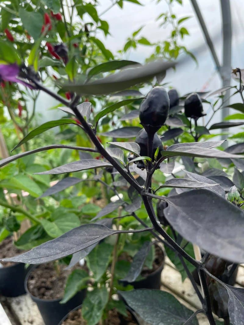 Overstekvarn Chili