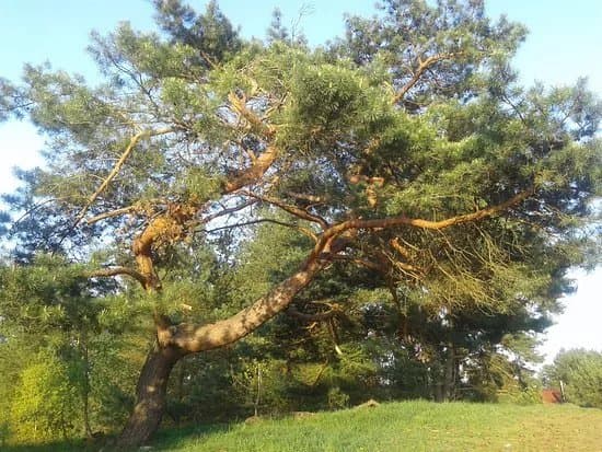 The Mountain of 4 Winds
