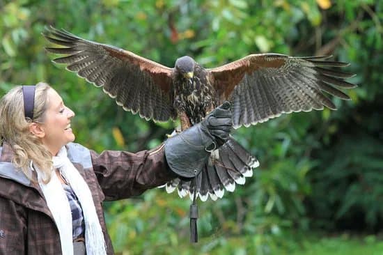 Ireland's School of Falconry