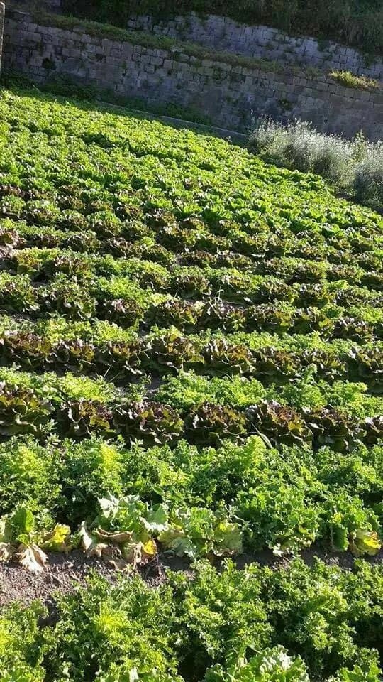 Azienda Agricola Campagnuolo