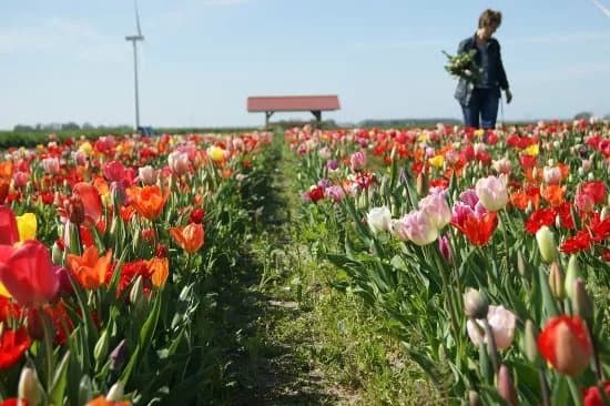 Hanneke's Pluktuin