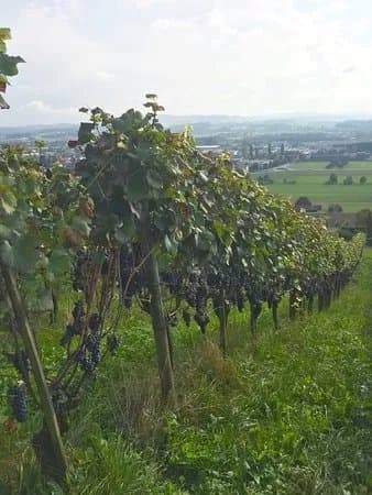 Wein-Wanderweg Weinfelden