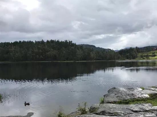 The Goldfish Lake