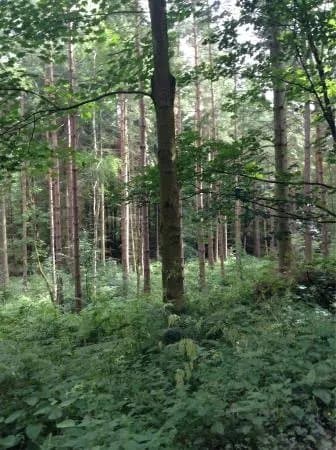 Chopwell Wood