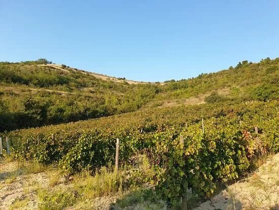 Zaharchev Winery and Distillery