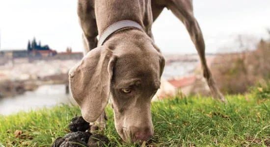Truffle Hunting Tour