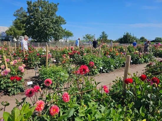 Dahliafarmen Pa Osterlen