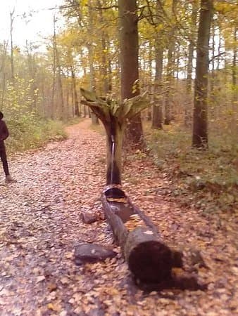 Bois de Lauzelle