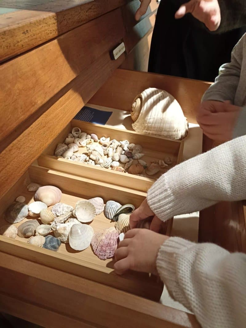 Radici Piccolo Museo Della Natura
