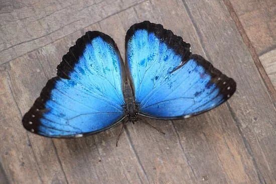 Lepiland - Butterfly House