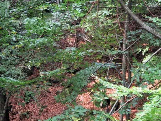 The Degeberga Trail