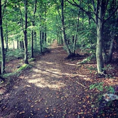 Beech Forest