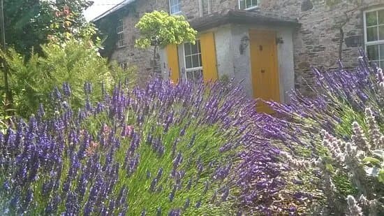 Scar House