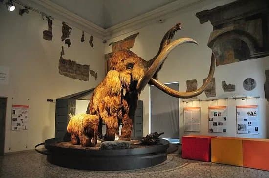 Museo di Scienze Naturali "E. Caffi"