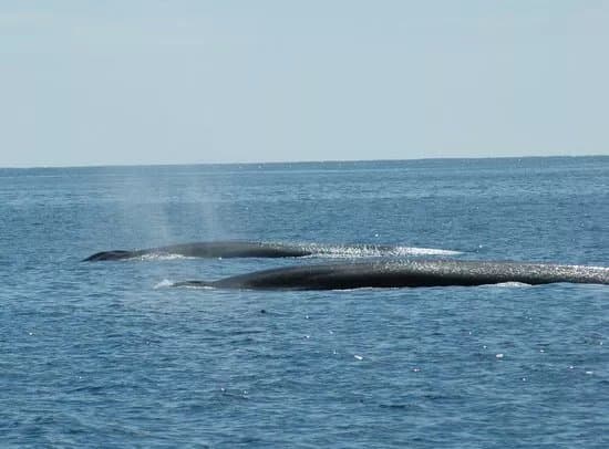Whale Watch West Cork