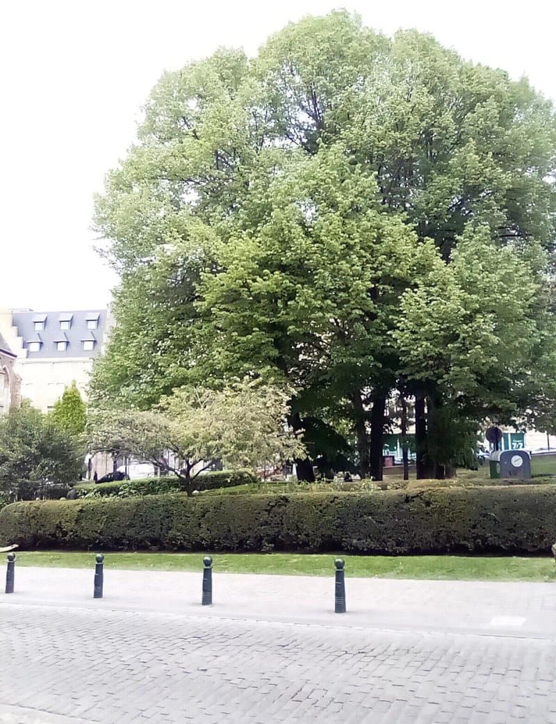 Saint Mary Magdalene Church Gardens