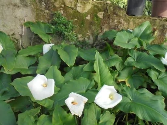 Liberdade Park