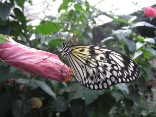 La serre aux papillons