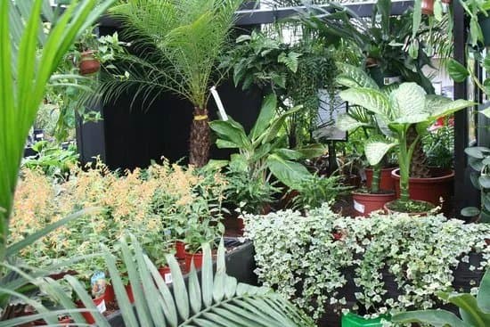 Johnstown Garden Centre