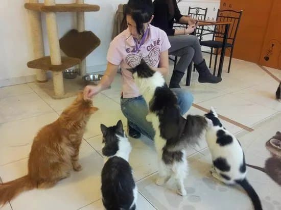 Cat Cafe Budapest