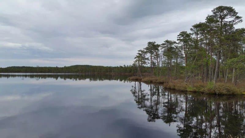 Nature Trail of the Meenikunno Bog