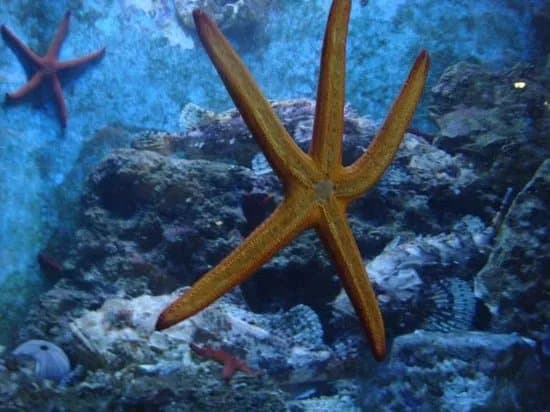 Dubrovnik Sea Aquarium
