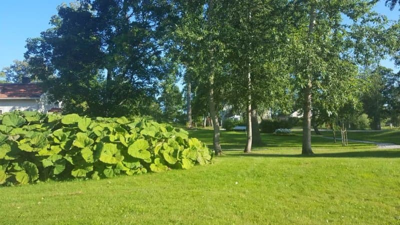 Lovparkens tradgard