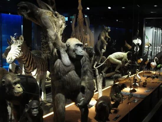 Musee d'histoire naturelle Fribourg