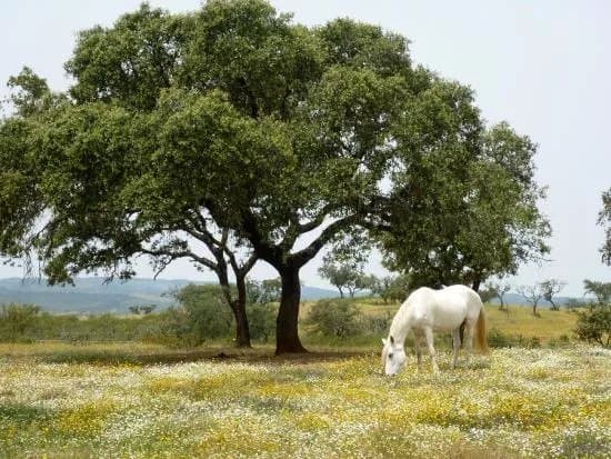 Equus Ourique