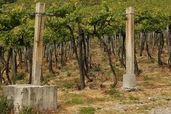 Bodega Txakoli Basa Lore