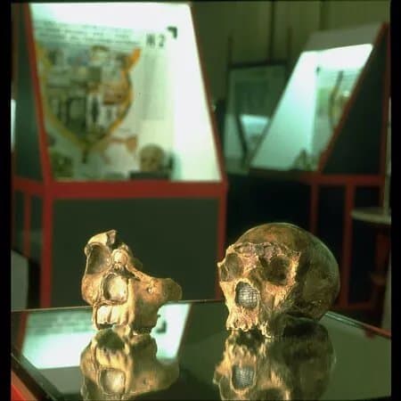 Museo di Antropologia "G. Sergi"
