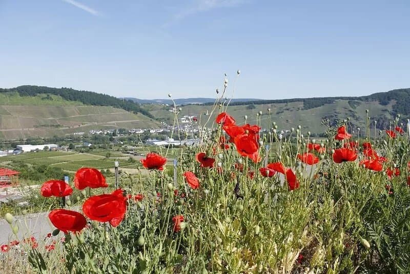 Spacious vacation home with Moselle view, 8 pers., 3 bathrooms, free of charge