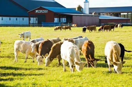 Ejmunds Farm