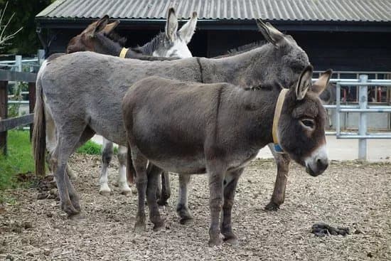 The Donkey Sanctuary