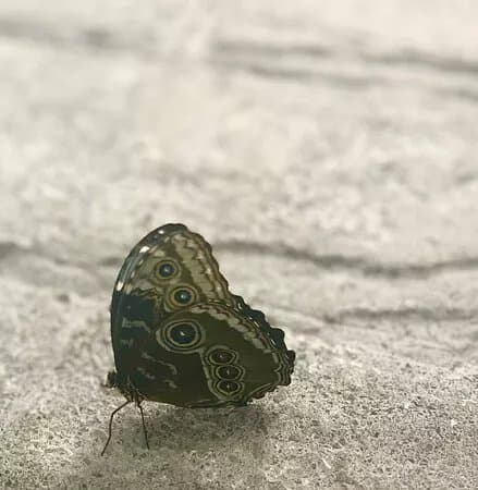 Papilonia Motyli Dum